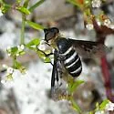 Chrysanthrax dispar