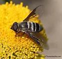 Chrysanthrax dispar - photo 3