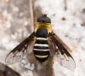 Chrysanthrax dispar - photo 4