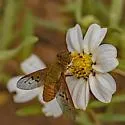 Chrysanthrax edititius
