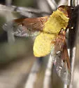 Chrysanthrax edititius - photo 2