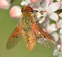 Chrysanthrax edititius - photo 5
