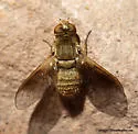 Chrysanthrax juncturus - photo 2