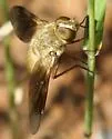 Chrysanthrax juncturus - photo 4