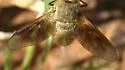 Chrysanthrax juncturus - photo 5