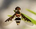 Chrysanthrax lepidotoides - photo 2