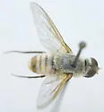 Chrysanthrax petalonyx