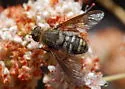 Chrysanthrax vanus - photo 2