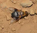 Chrysanthrax yaqui