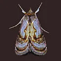 Formosa Looper - Hodges#8904 - photo 2