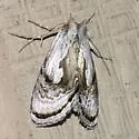 Formosa Looper - Hodges#8904 - photo 4