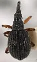Chrysapion auctum - Chrysapion auctum