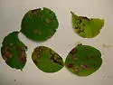 Undescribed Canavalia rosea leafminer