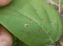 Undescribed Canavalia rosea leafminer - photo 2