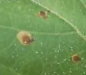 Undescribed Canavalia rosea leafminer - photo 3