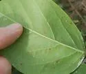 Undescribed Canavalia rosea leafminer - photo 4