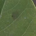 Undescribed Canavalia rosea leafminer - photo 5