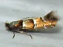 Chrysaster ostensackenella - Hodges#0842 - Chrysaster ostensackenella