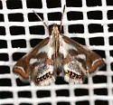 Chrysendeton imitabilis - Hodges#4746