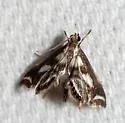 Chrysendeton imitabilis - Hodges#4746 - photo 2