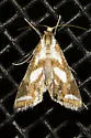 Chrysendeton imitabilis - Hodges#4746 - photo 4
