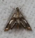 Chrysendeton imitabilis - Hodges#4746 - photo 5