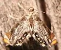 Chrysendeton nigrescens - Hodges#4746.1