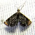 Chrysendeton nigrescens - Hodges#4746.1 - photo 2