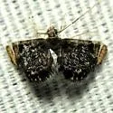 Chrysendeton nigrescens - Hodges#4746.1 - photo 3