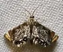 Chrysendeton nigrescens - Hodges#4746.1 - photo 4