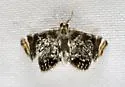 Chrysendeton nigrescens - Hodges#4746.1 - photo 5
