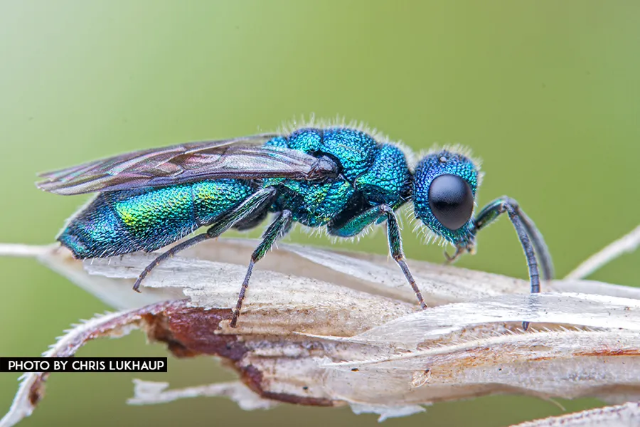 Cuckoo Wasps - Chrysididae