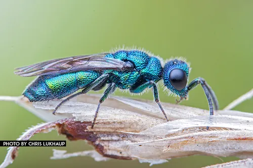 Cuckoo Wasps - photo 2