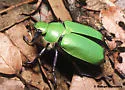 Beyer's Scarab