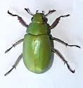 Beyer's Scarab - photo 2