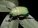Beyer's Scarab - photo 3