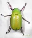 Beyer's Scarab - photo 4