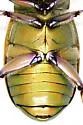 Beyer's Scarab - photo 5