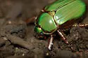 LeConte's Chrysina