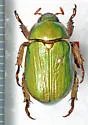 LeConte's Chrysina - photo 2