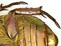 LeConte's Chrysina - photo 3