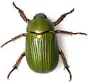 LeConte's Chrysina - photo 4