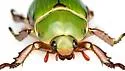 LeConte's Chrysina - photo 5