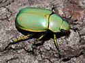 Chrysina woodi