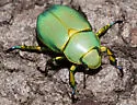 Chrysina woodi - photo 2