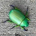 Chrysina woodi - photo 3