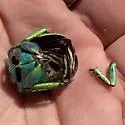 Chrysina woodi - photo 4
