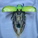 Chrysina woodi - photo 5