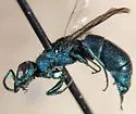 Chrysis antennalis