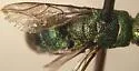 Chrysis antennalis - photo 2